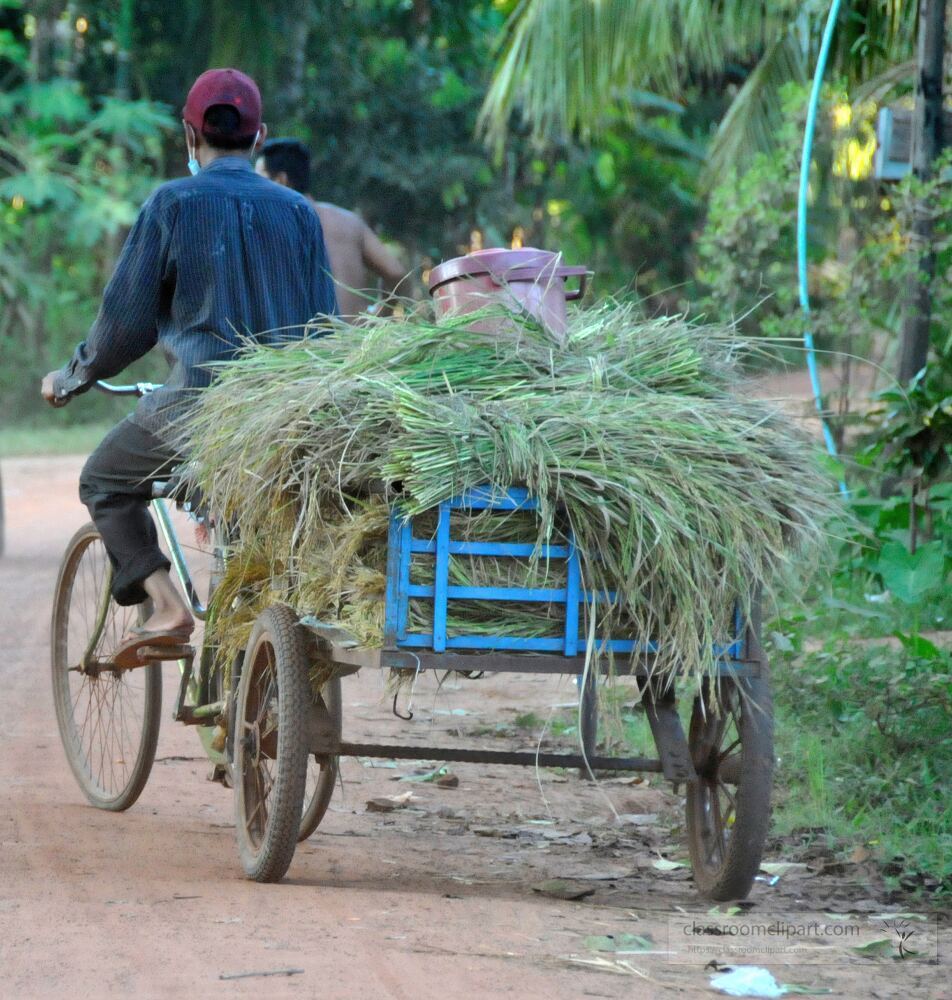 A cyclist navigates a dusty road in Siem Reap Cambodia transporting a large bundle of freshly cut hay on a colorful cart. Lush greenery surrounds the path capturing the essence of rural life.