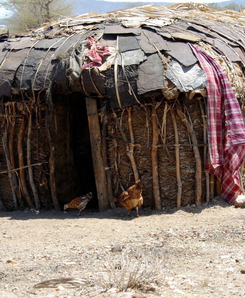 A traditional Samburu homestead located in the rural landscape of Kenya features a round structure made from natural materials Chickens roam nearby while colorful fabric hangs on the entrance