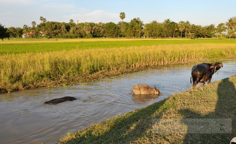 In the serene landscape of Siem Reap Cambodia water buffalo wade through a gentle stream beside vibrant golden rice fields. The warm sunlight bathes the area highlighting the natural beauty and tranquility.