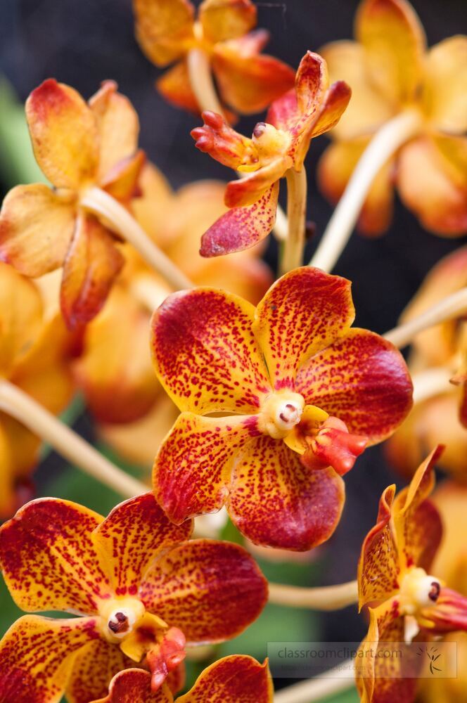 Colorful orchids bloom gracefully in the Singapore Botanical Garden, showcasing their intricate patterns and natural beauty.