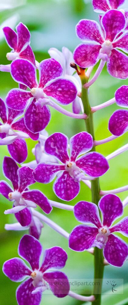 Stunning orchids showcase their beauty in full bloom within the lush surroundings of Singapore Botanical Garden.