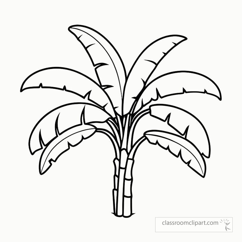 Black outline illustration of a banana tree featuring distinct leaves and trunk perfect for coloring activities or art projects. Ideal for students and artists seeking botanical designs.