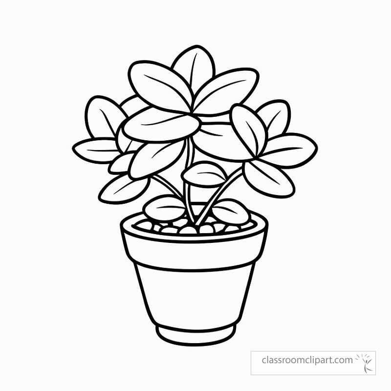 A detailed black outline drawing of a jade plant in a pot is available for coloring. This design features multiple leaves and a well defined pot ideal for art activities.