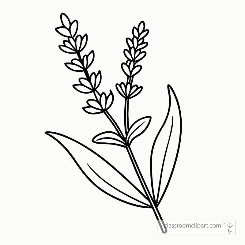 This black outline design features a lavender sprig with detailed leaves and flowers. Perfect for coloring or crafts it highlights the beauty of lavender in a simple format.