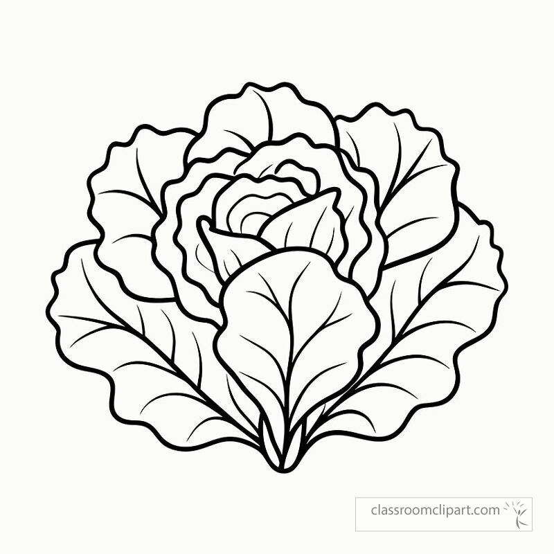 This detailed black outline presents a lettuce plant showcasing its layered leaves and unique shape perfect for coloring activities or art projects at home or school.