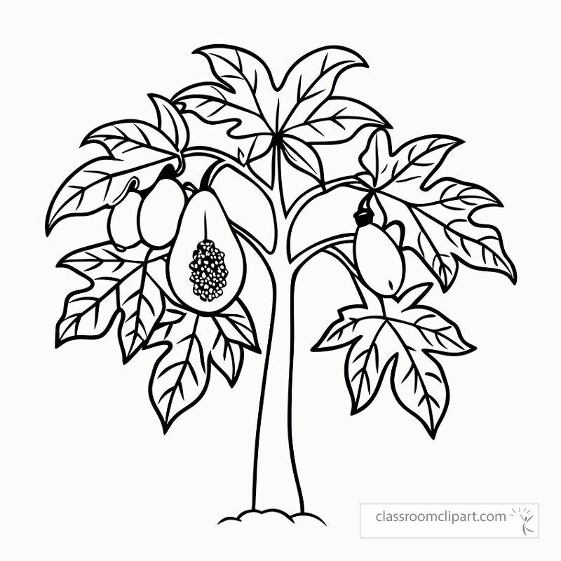 This black outline features a detailed papaya tree with lush leaves and ripe fruit ideal for coloring activities educational purposes or artistic projects. Suitable for all ages.