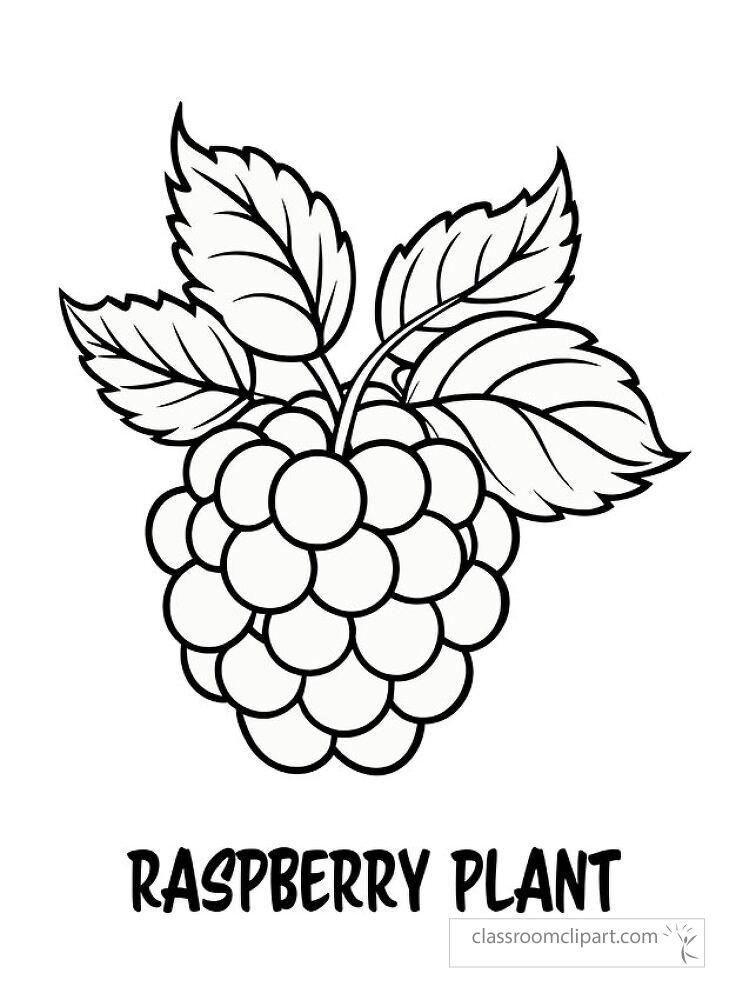 This printable design features a detailed black outline of a raspberry plant with ripe berries and leaves ideal for coloring activities at home or in classrooms.