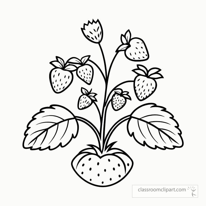 This design features a black outline of a strawberry plant. It includes lush leaves and ripe strawberries. Perfect for coloring projects or educational materials on plants.