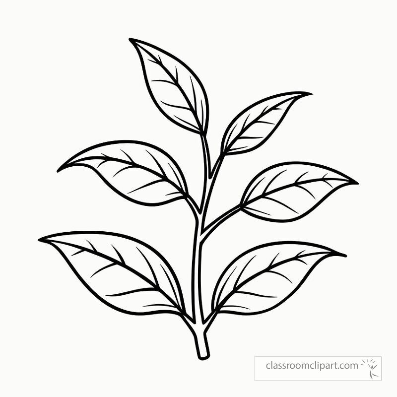 This design features a black outline of a tea plant with detailed leaves. It is ideal for coloring projects educational purposes or art activities that focus on botany.