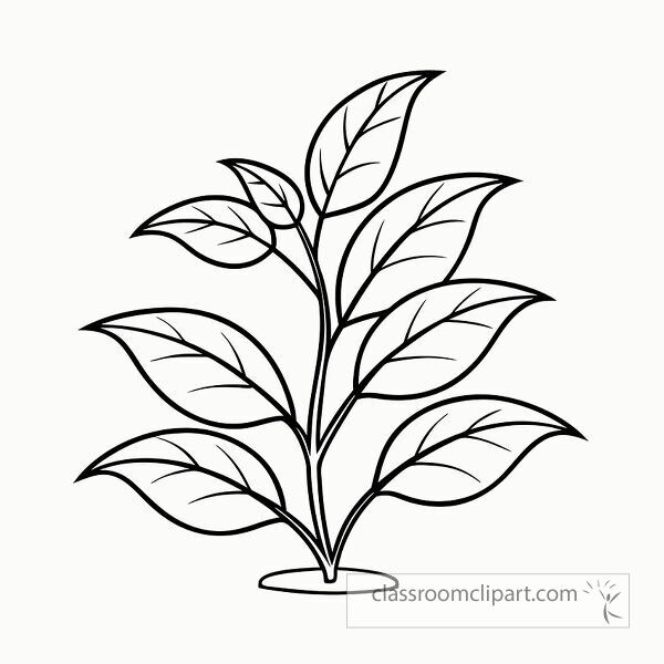 Outline of a tea plant featuring detailed leaves is suitable for coloring activities. Perfect for art projects educational worksheets and craft applications.