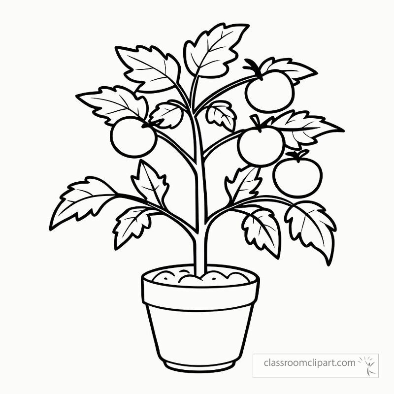 This printable features a black outline of a tomato plant in a pot with several ripe tomatoes and lush leaves. Perfect for coloring activities or educational purposes.