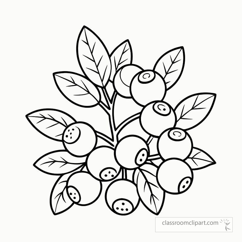 Black outline with blueberries and green leaves perfect for coloring activities