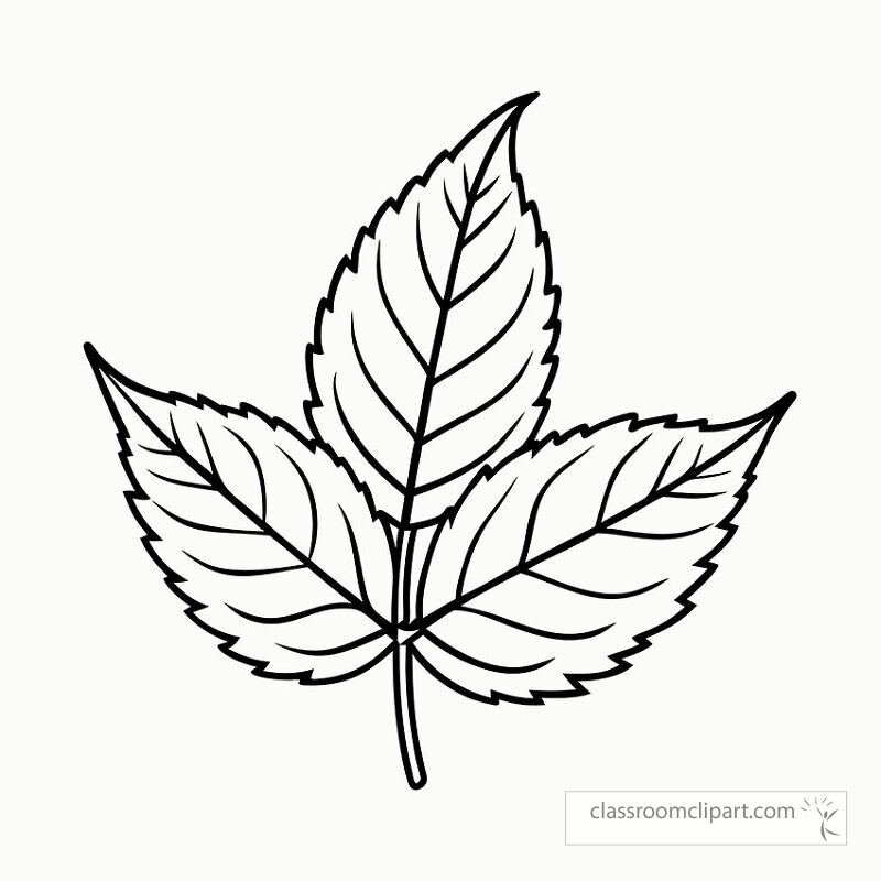 This black outline illustration features a neem leaf design ideal for printing and coloring. Perfect for art projects or educational activities centered around nature.