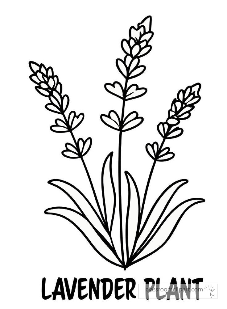 Printable features a black outline drawing of a lavender plant with tall stems and blooming flowers. It is perfect for coloring activities or artistic projects.