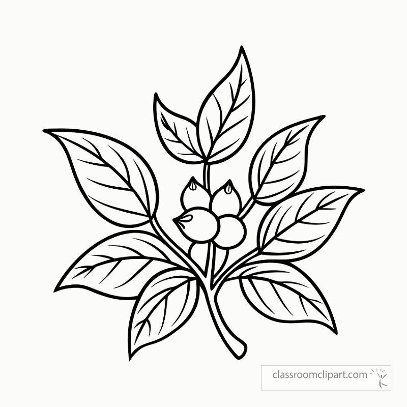 This black outline illustration depicts the ashwagandha plant showcasing its distinctive leaves and berries. Ideal for coloring or educational purposes it highlights each component clearly.