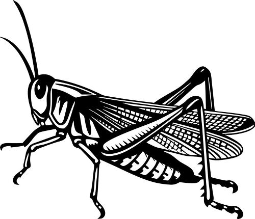 Grasshopper depicted in a clear side view silhouette design