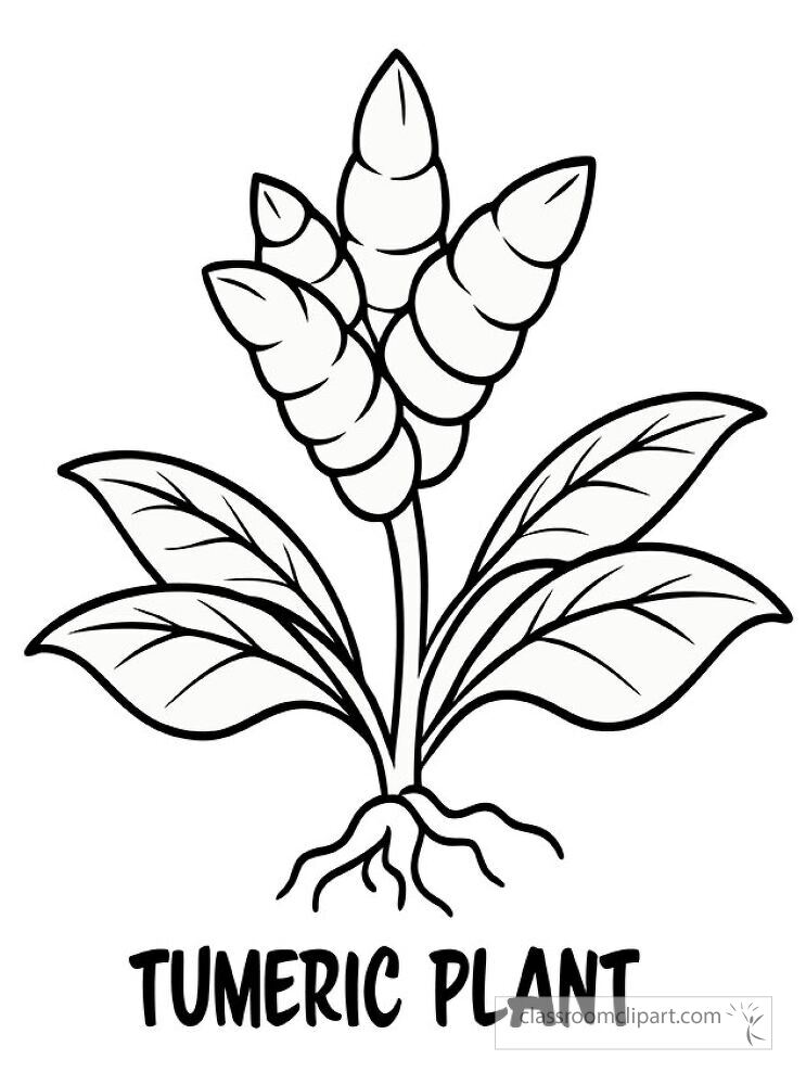 This black outline features a turmeric plant showcasing its unique shape and texture. Perfect for creative projects educational purposes or relaxation activities.